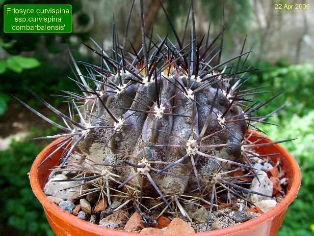 Eriosyce _curvispina_ ssp.curvispina 'combarbalensis' 01
